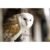 90-Minute Owl Encounter Experience for One or Two at Shropshire Falconry | Wowcher