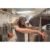 Guided Brewlab Beer Tasting & Artisan Cheese Pairing Experience, Sunderland | Wowcher